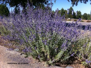 Perovskia 'Blue Spire' 1